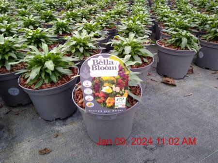 ERYSIMUM Winter Orchid