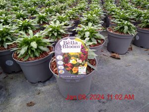 ERYSIMUM Winter Orchid