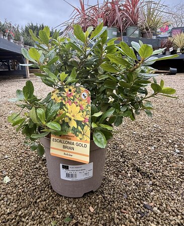 ESCALLONIA GOLD BRIAN