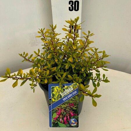 Escallonia 'Golden Carpet'  2 Ltr pot