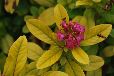 ESCALLONIA GOLDEN ELLEN