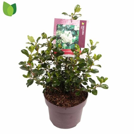 Escallonia 'Iveyi'