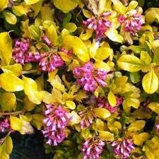 Escallonia Laevis Gold Brian - image 2