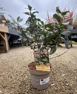 ESCALLONIA PINK ELLE