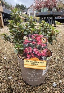 ESCALLONIA RED DREAM