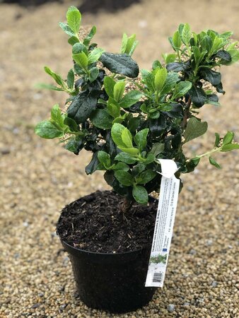 Escallonia rubra macrantha