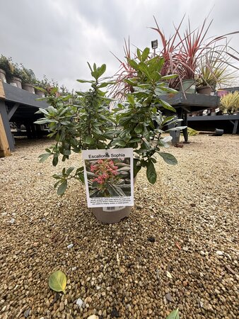 ESCALLONIA SOPHIA