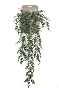 Eucalypthus hanging bush x5