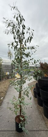 EUCALYPTUS GUNNII
