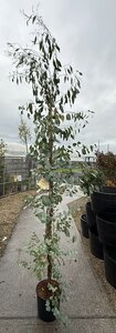 EUCALYPTUS GUNNII
