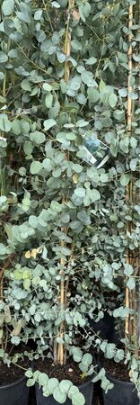 EUCALYPTUS GUNNII