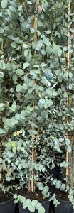 EUCALYPTUS GUNNII