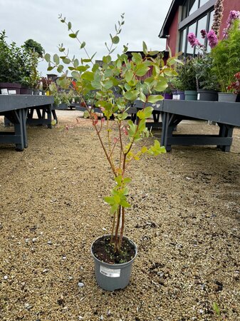 Eucalyptus gunnii