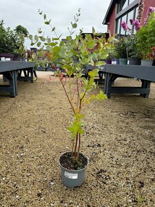 Eucalyptus gunnii