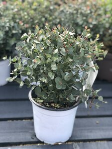 Eucalyptus gunnii