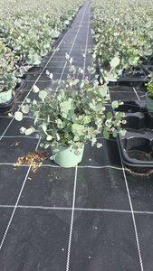 Eucalyptus Gunnii 35cm