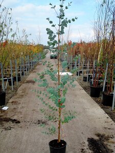 EUCALYPTUS GUNNII - image 2