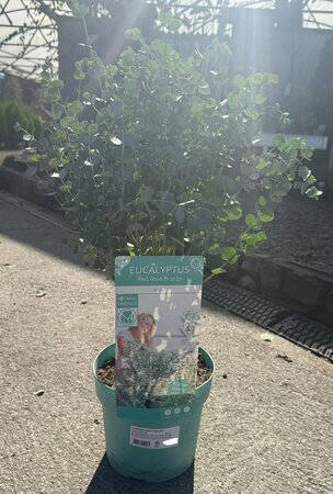 Eucalyptus gunnii 'Azura'®