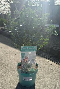Eucalyptus gunnii 'Azura'®