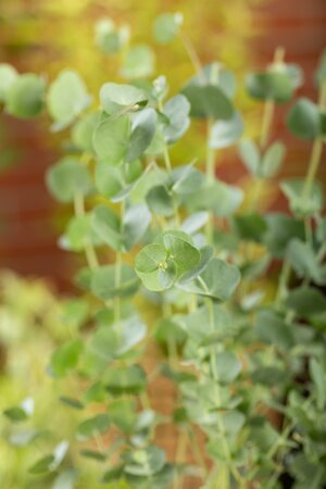 Eucalyptus gunnii 'Azura'®