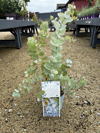 Eucalyptus gunnii 'Blaue Liebe'