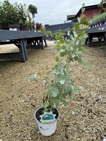 Eucalyptus Gunnii P14 35cm