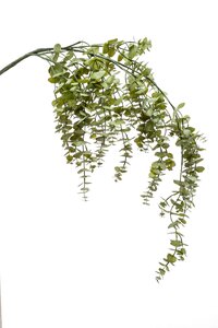 Eucalyptus hanging vine green 120cm