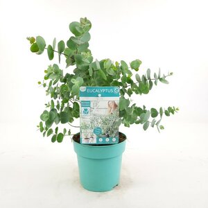 Eucalyptus pul Baby Blue