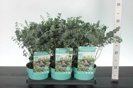 Eucalyptus pulv. 'Baby Blue'