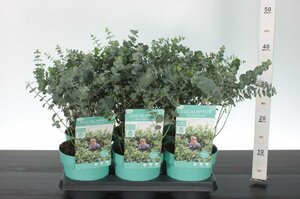 Eucalyptus pulv. 'Baby Blue'