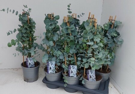 Eucalyptus pulv. 'Baby Blue'