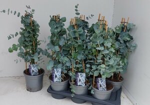 Eucalyptus pulv. 'Baby Blue'