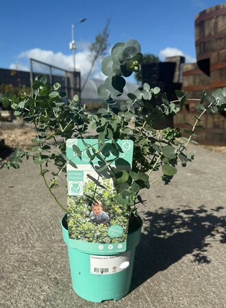 Eucalyptus pulv. 'Baby Blue'