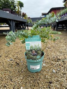 Eucalyptus pulv. 'Baby Blue'