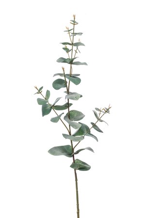 Eucalyptus spray 68cm green/grey