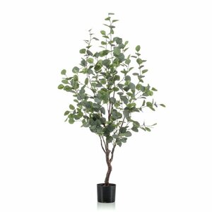 Eucalyptus Tree