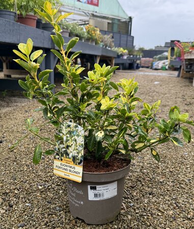 EUONYMUS F. BLONDII
