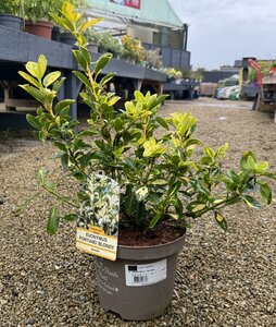 EUONYMUS F. BLONDII