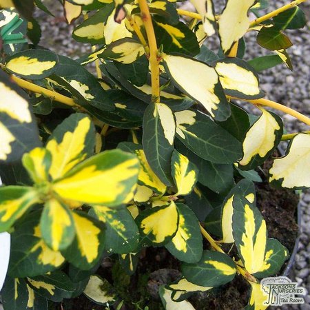 EUONYMUS F. BLONDII
