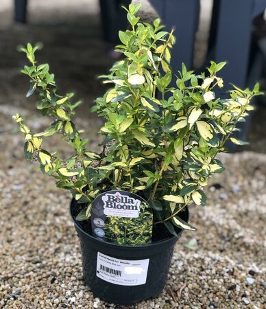 EUONYMUS for. Blondy