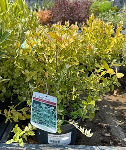 EUONYMUS for. Harlequin