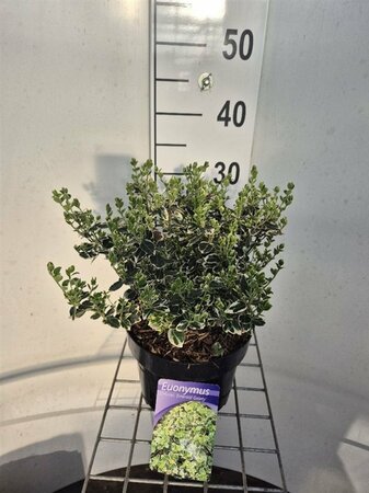 Euonymus fort. 'Emerald Gaiety' 3 Ltr pot