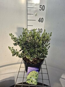 Euonymus fort. 'Emerald Gaiety' 3 Ltr pot