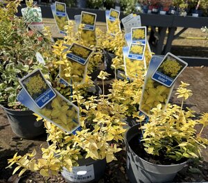 Euonymus fort. 'Goldy'®