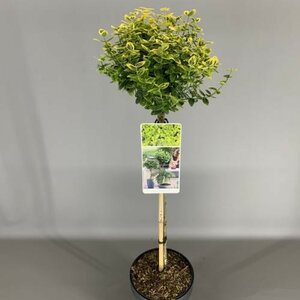 Euonymus Fortunei Emerald 'n Gold Stem 80cm