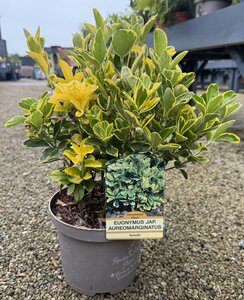 EUONYMUS J. AUREOMARGINATA
