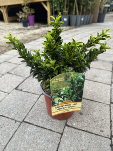 EUONYMUS J. GREEN SPIRE
