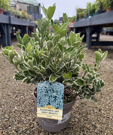 EUONYMUS J. GREY BEAUTY