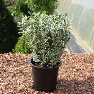 EUONYMUS J. GREY BEAUTY