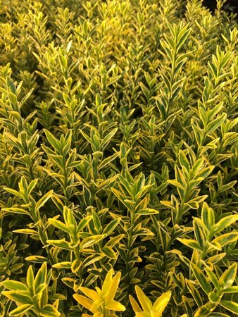 EUONYMUS J. MICRO. AUREOVARIEGATUS